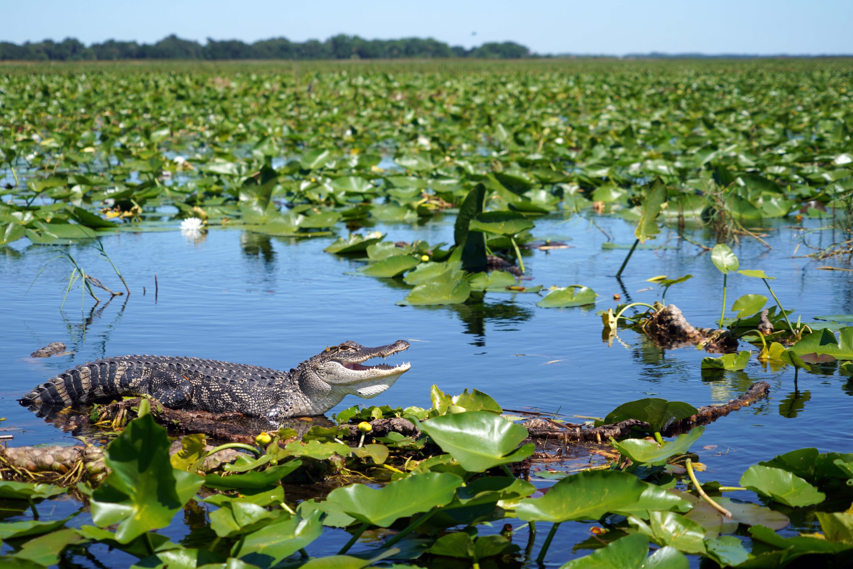 Everglades